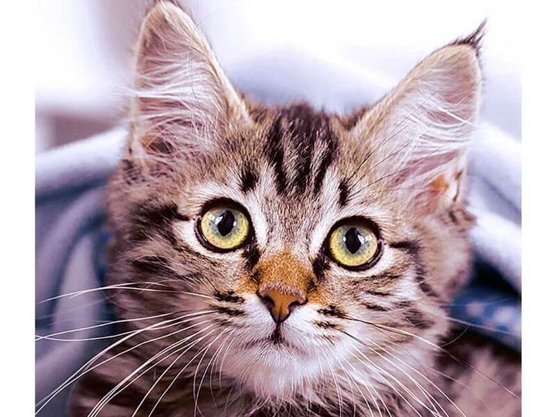 Cute Kitten - Luncheon Napkins