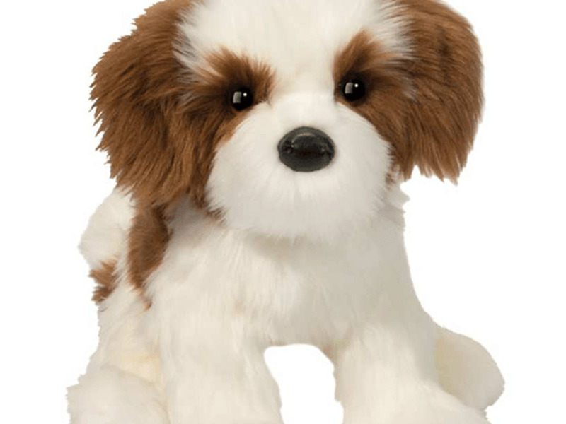 Farren Shih Tzu