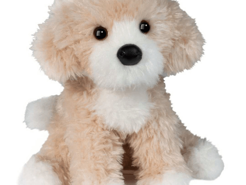 Darcy Goldendoodle