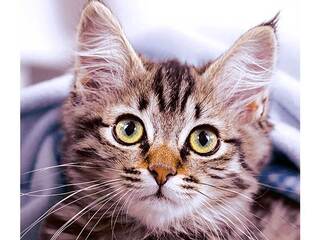 Cute Kitten - Luncheon Napkins