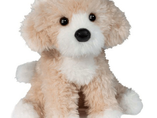 Darcy Goldendoodle