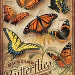 Backyard Butterflies