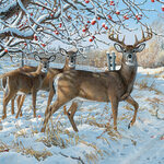 Winter Deer 85030