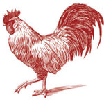 Rooster